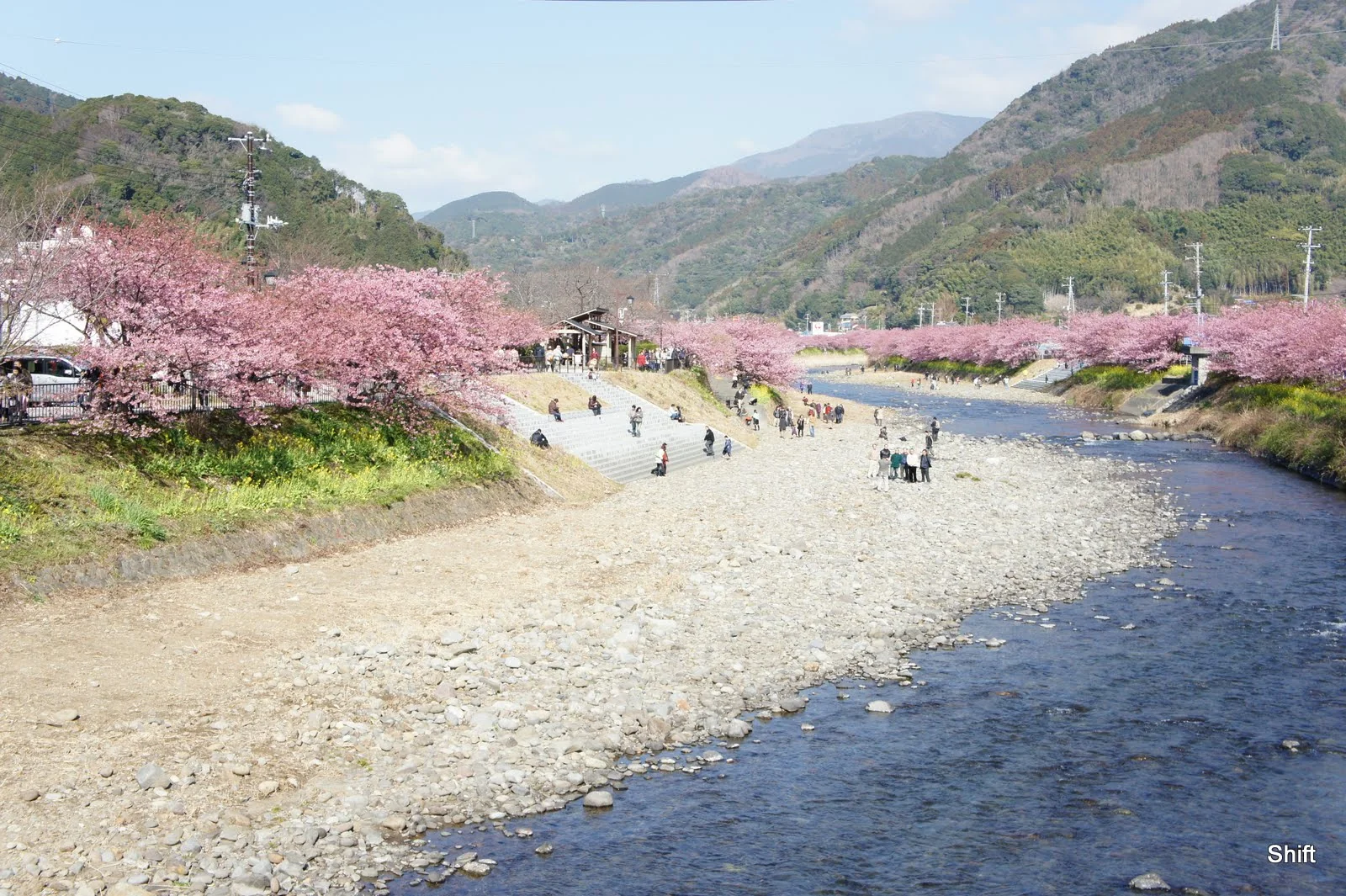 河津桜2027 完全ガイド｜見頃・河津桜まつり・駐車場・アクセス（早春の伊豆の桜並木）